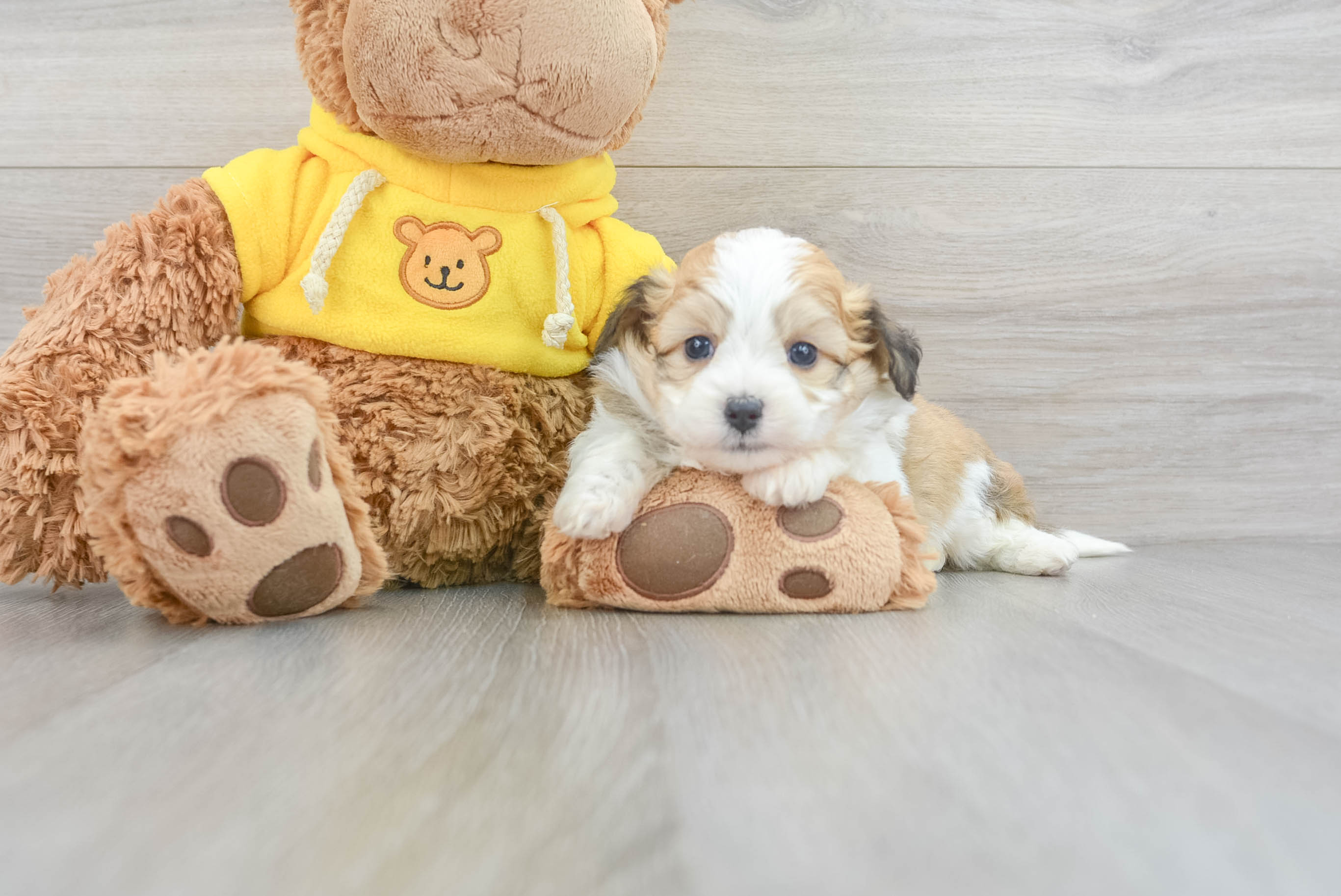Petite Aussiechon Designer Pup