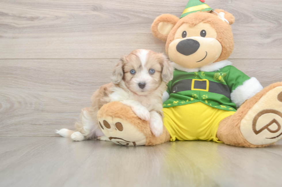 5 week old Aussiechon Puppy For Sale - Puppy Love PR