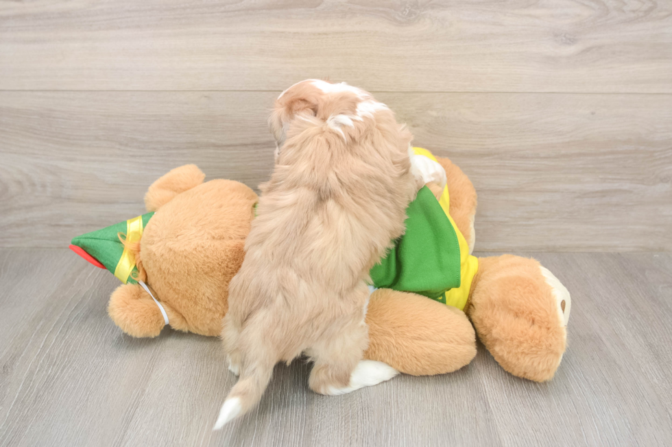 Funny Aussiechon Designer Pup