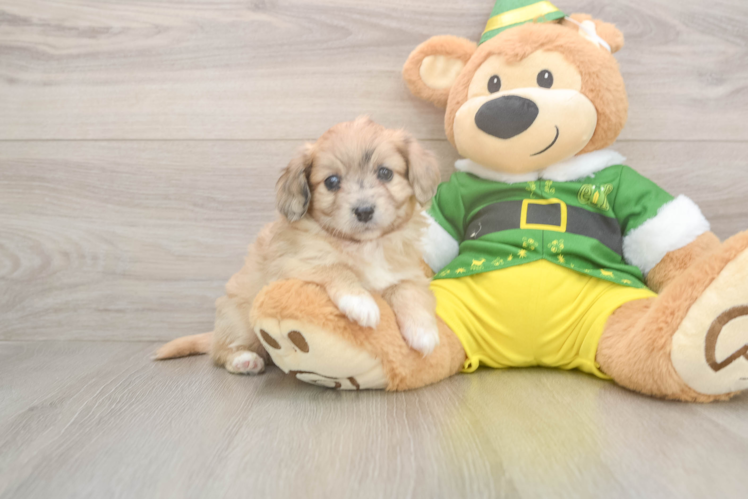 Aussiechon Puppy for Adoption