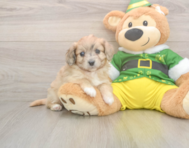 6 week old Aussiechon Puppy For Sale - Puppy Love PR