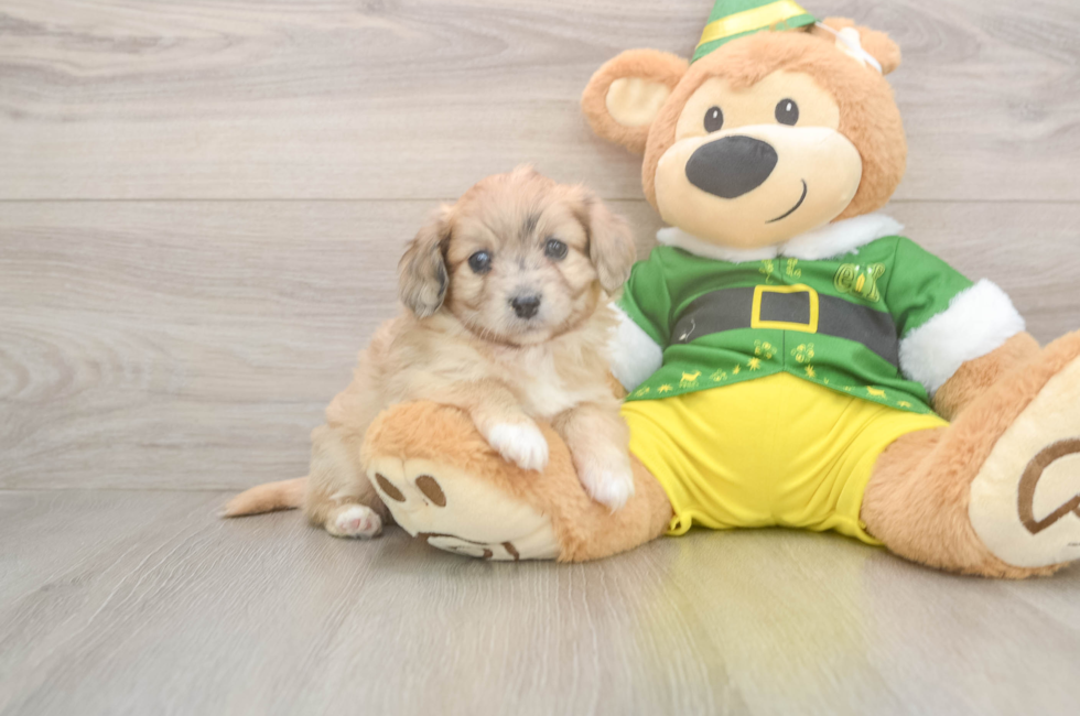 5 week old Aussiechon Puppy For Sale - Puppy Love PR