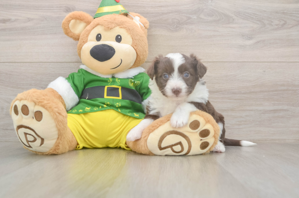 5 week old Aussiechon Puppy For Sale - Puppy Love PR