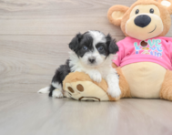 7 week old Aussiechon Puppy For Sale - Puppy Love PR