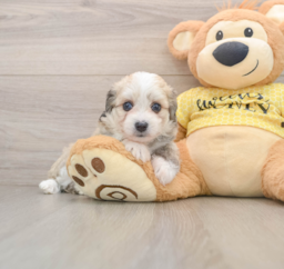 7 week old Aussiechon Puppy For Sale - Puppy Love PR