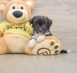 8 week old Aussiechon Puppy For Sale - Puppy Love PR