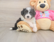 7 week old Aussiechon Puppy For Sale - Puppy Love PR