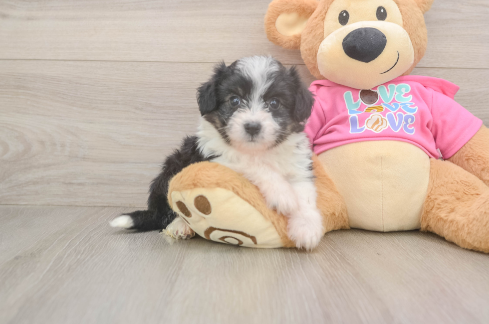 7 week old Aussiechon Puppy For Sale - Puppy Love PR
