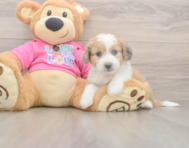 6 week old Aussiechon Puppy For Sale - Puppy Love PR