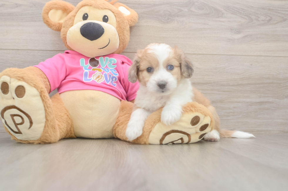 6 week old Aussiechon Puppy For Sale - Puppy Love PR