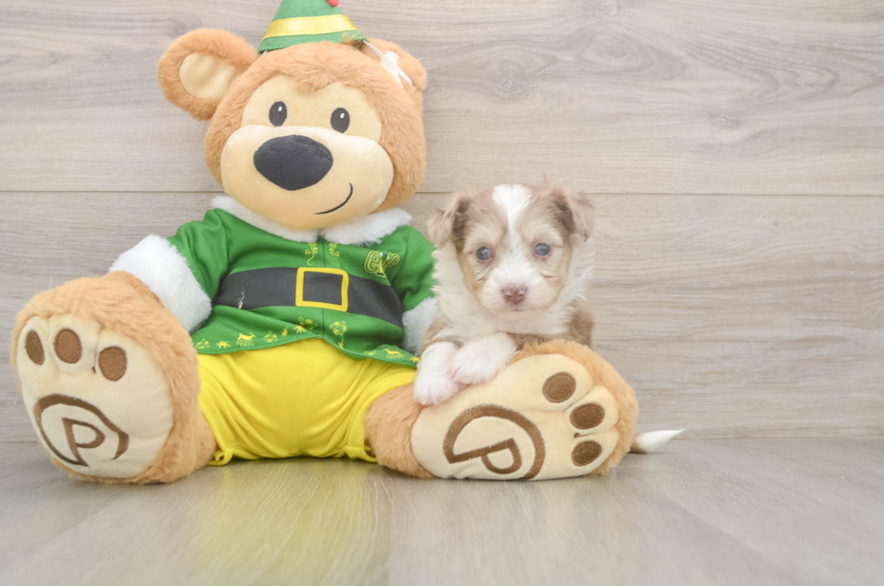 5 week old Aussiechon Puppy For Sale - Puppy Love PR
