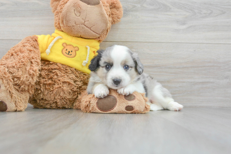 Meet Dapper - our Aussiechon Puppy Photo 1/3 - Puppy Love PR Cute Aussiechon Baby