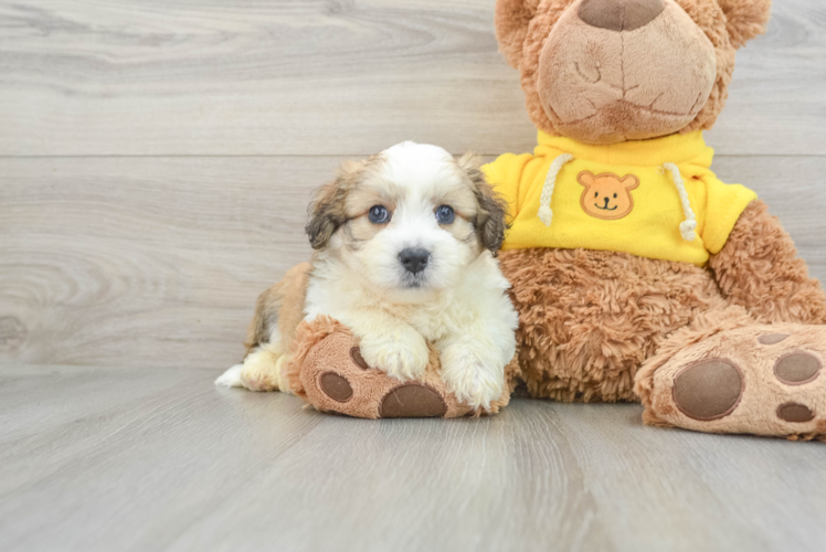 Meet Dapper - our Aussiechon Puppy Photo 1/3 - Puppy Love PR Sweet Aussiechon Baby