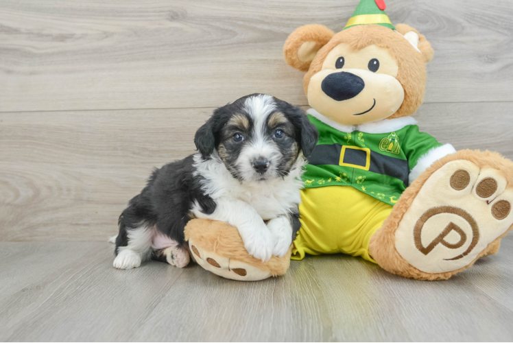 Meet Dapper - our Aussiechon Puppy Photo 1/3 - Puppy Love PR Aussiechon Pup Being Cute