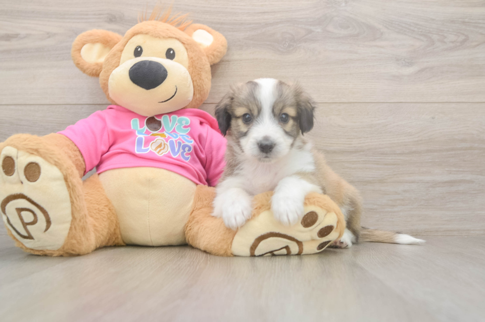 6 week old Aussiechon Puppy For Sale - Puppy Love PR