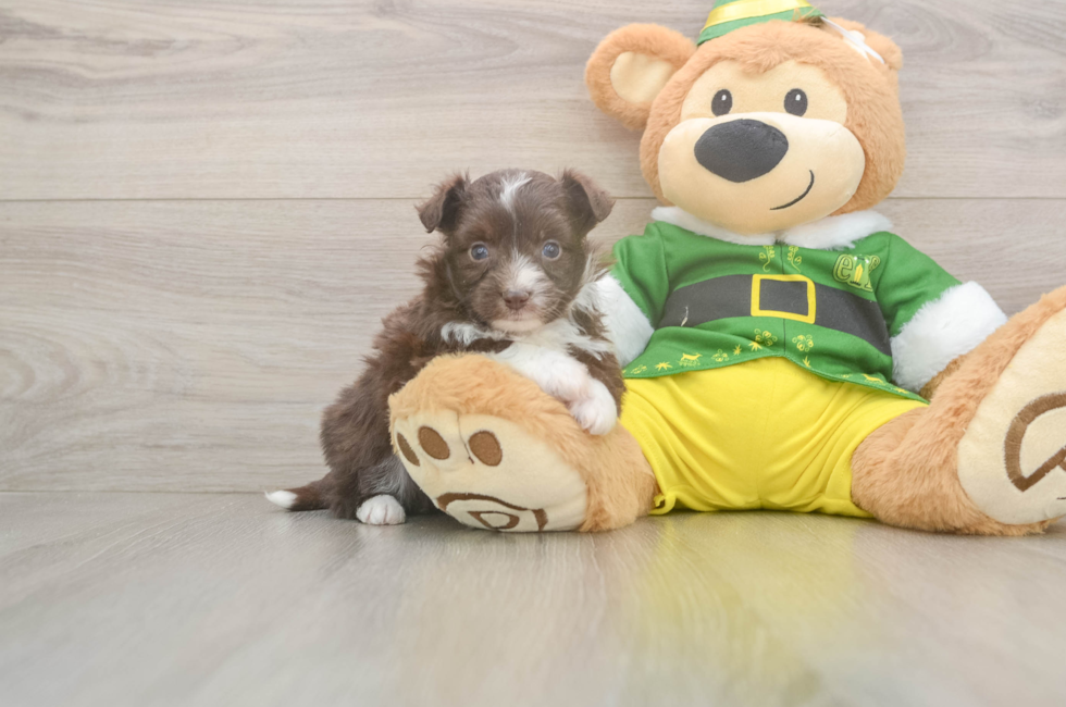 5 week old Aussiechon Puppy For Sale - Puppy Love PR