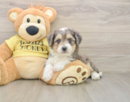 6 week old Aussiechon Puppy For Sale - Puppy Love PR