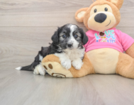 6 week old Aussiechon Puppy For Sale - Puppy Love PR