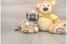 Petite Aussiechon Designer Pup