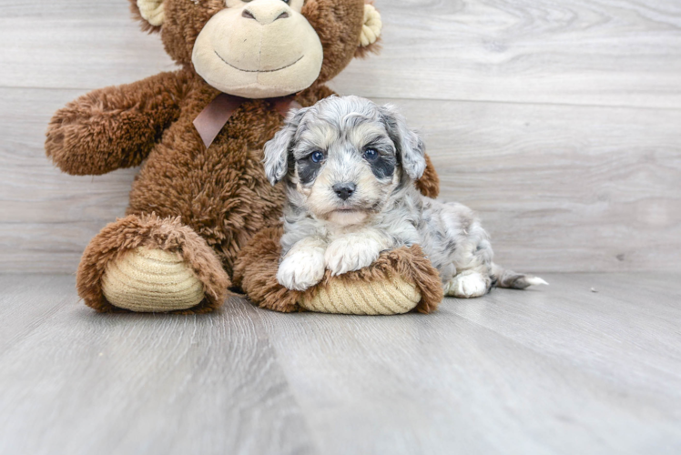 Meet Dapper - our Aussiechon Puppy Photo 1/3 - Puppy Love PR Cute Australian Designer Puppy