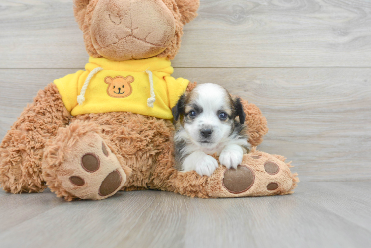 Meet Dash - our Aussiechon Puppy Photo 1/3 - Puppy Love PR Happy Aussiechon Baby