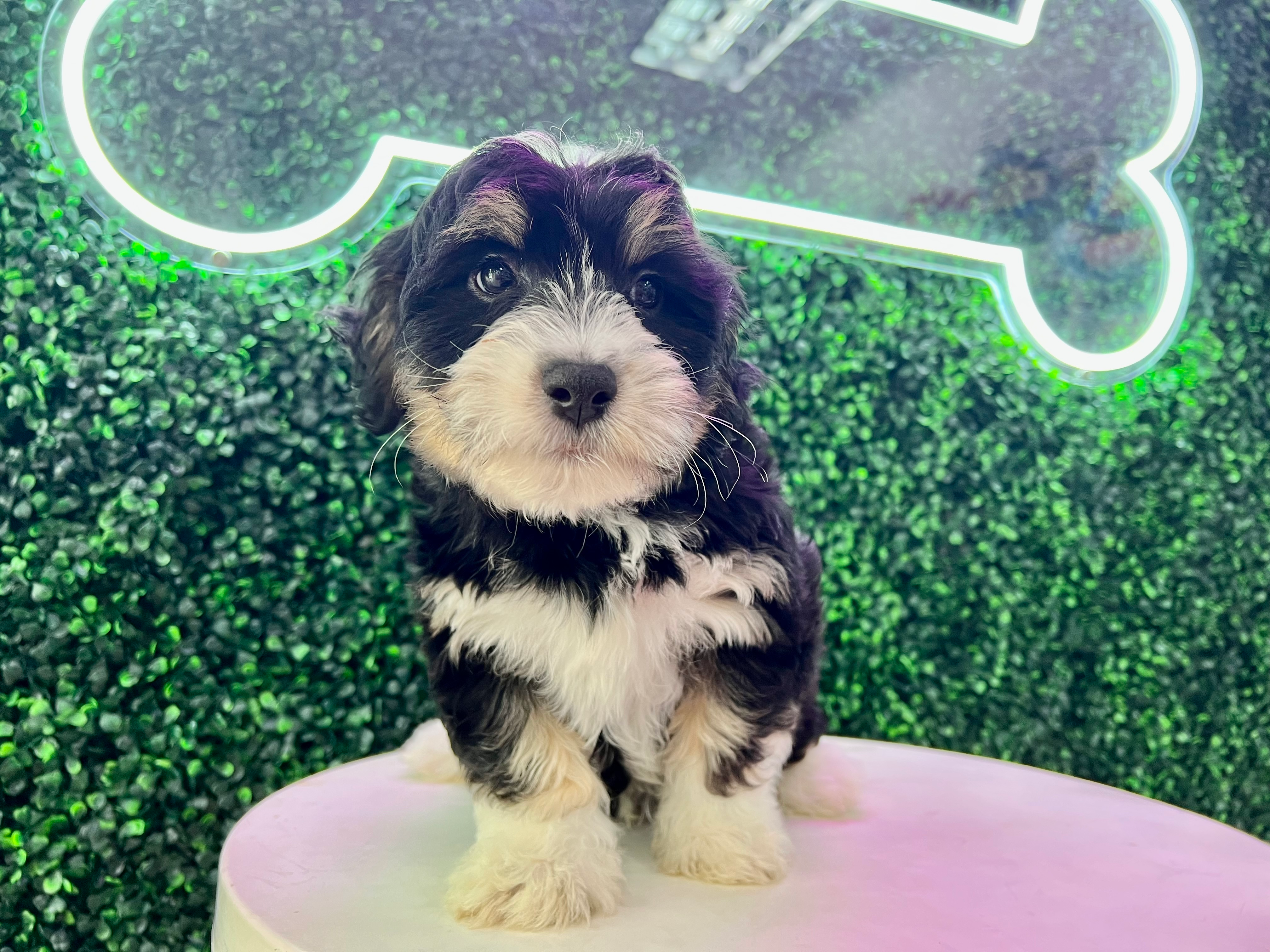 Aussiechon Pup Being Cute