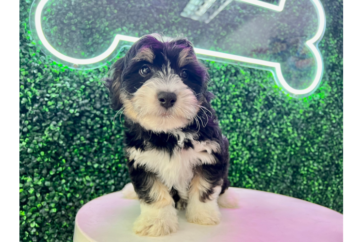 Aussiechon Pup Being Cute