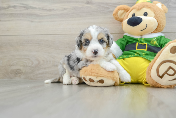Meet Daz - our Aussiechon Puppy Photo 1/3 - Puppy Love PR Little Aussie Bichon Designer Puppy
