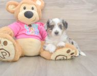6 week old Aussiechon Puppy For Sale - Puppy Love PR