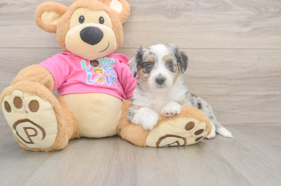 6 week old Aussiechon Puppy For Sale - Puppy Love PR