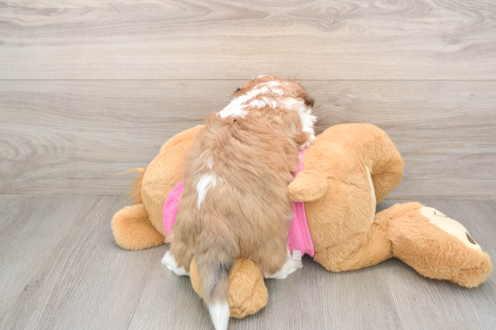 Petite Aussiechon Designer Pup