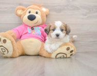 5 week old Aussiechon Puppy For Sale - Puppy Love PR