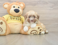 6 week old Aussiechon Puppy For Sale - Puppy Love PR