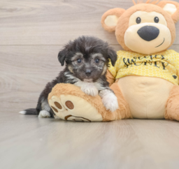 7 week old Aussiechon Puppy For Sale - Puppy Love PR