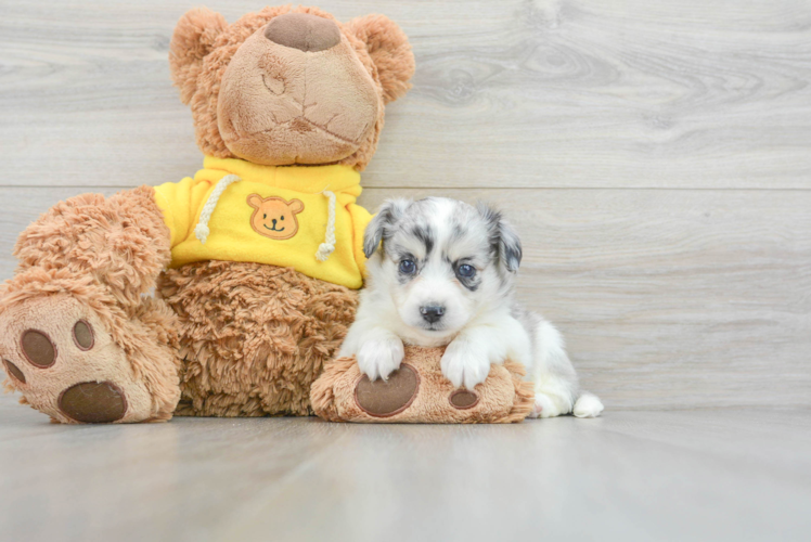 Meet Deedee - our Aussiechon Puppy Photo 1/3 - Puppy Love PR Best Aussiechon Baby