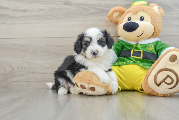 Meet Deedee - our Aussiechon Puppy Photo 1/3 - Puppy Love PR Aussiechon Pup Being Cute