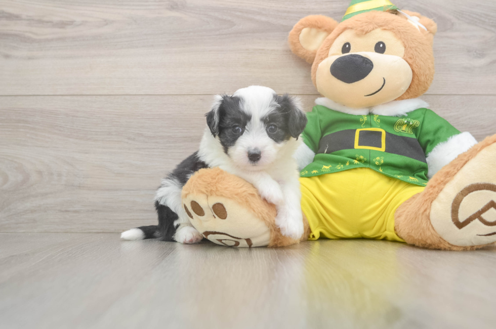 5 week old Aussiechon Puppy For Sale - Puppy Love PR