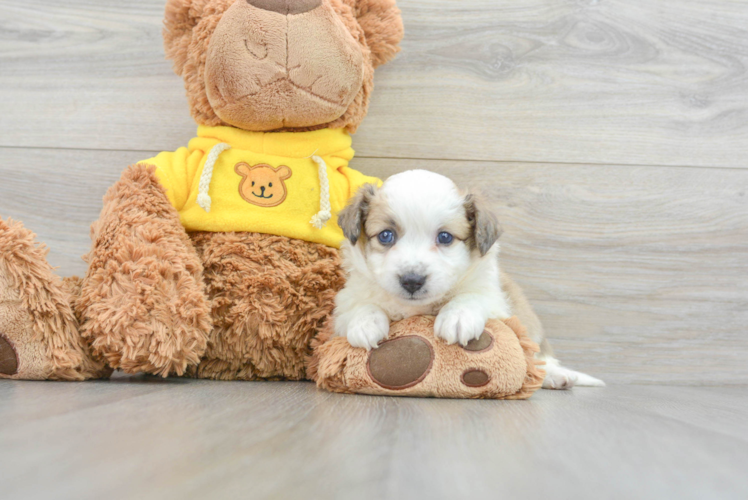 Meet Della - our Aussiechon Puppy Photo 1/3 - Puppy Love PR Cute Aussiechon Baby