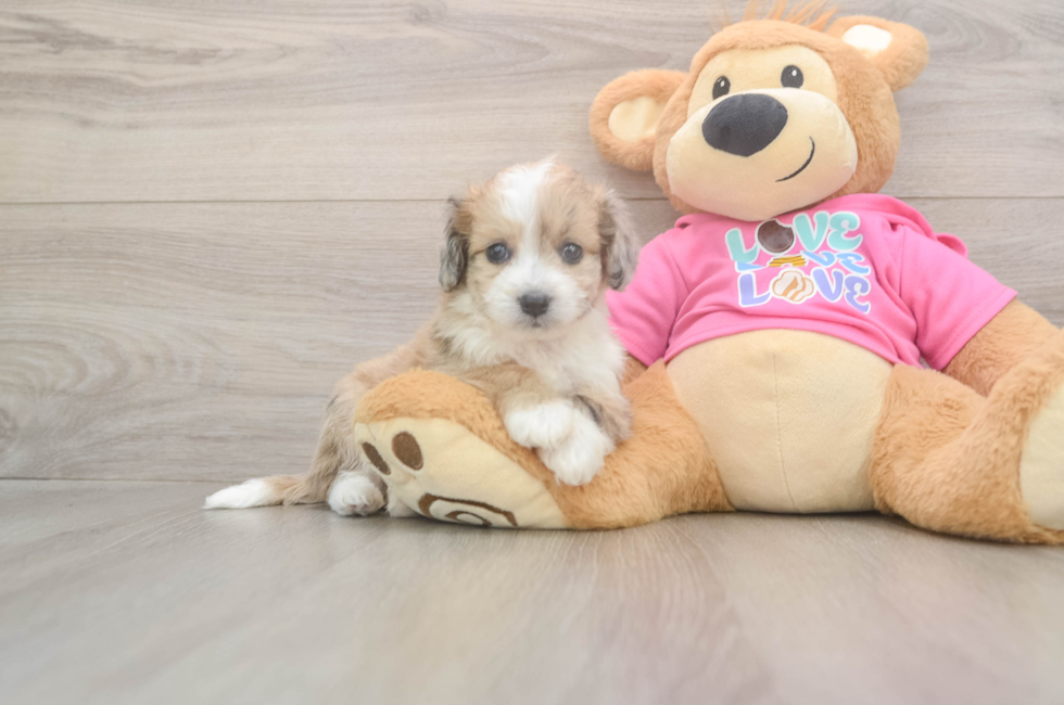 6 week old Aussiechon Puppy For Sale - Puppy Love PR