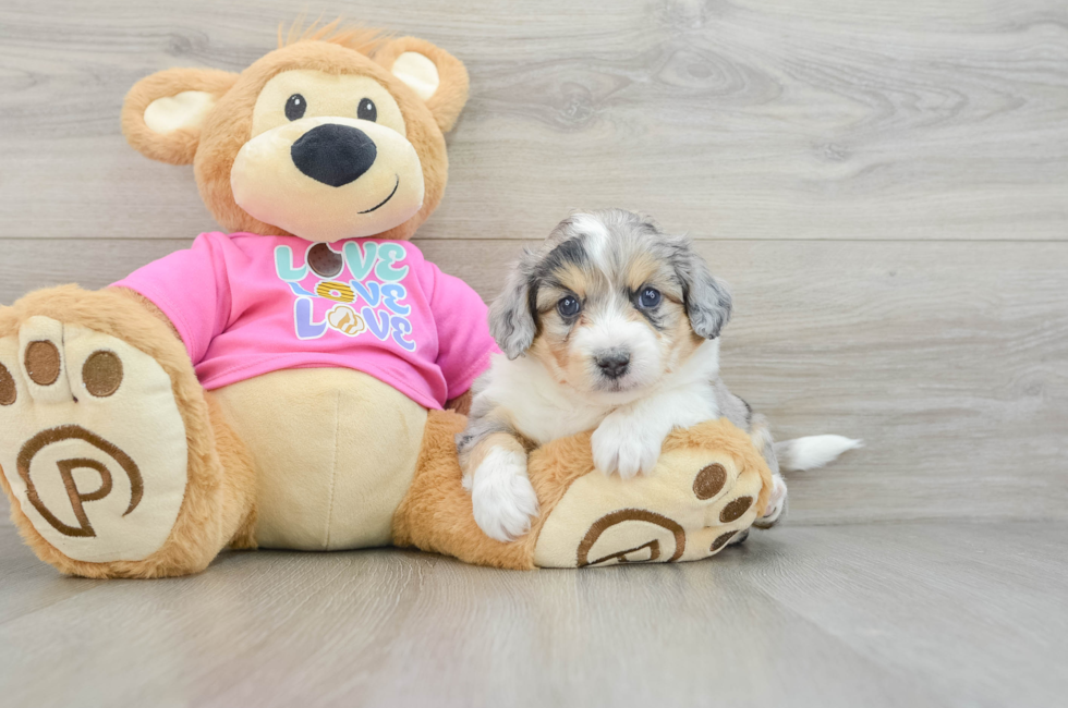 6 week old Aussiechon Puppy For Sale - Puppy Love PR