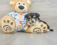 8 week old Aussiechon Puppy For Sale - Puppy Love PR