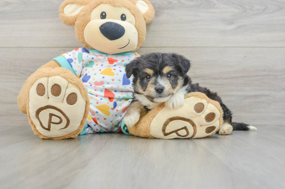 5 week old Aussiechon Puppy For Sale - Puppy Love PR