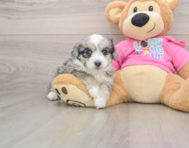 5 week old Aussiechon Puppy For Sale - Puppy Love PR
