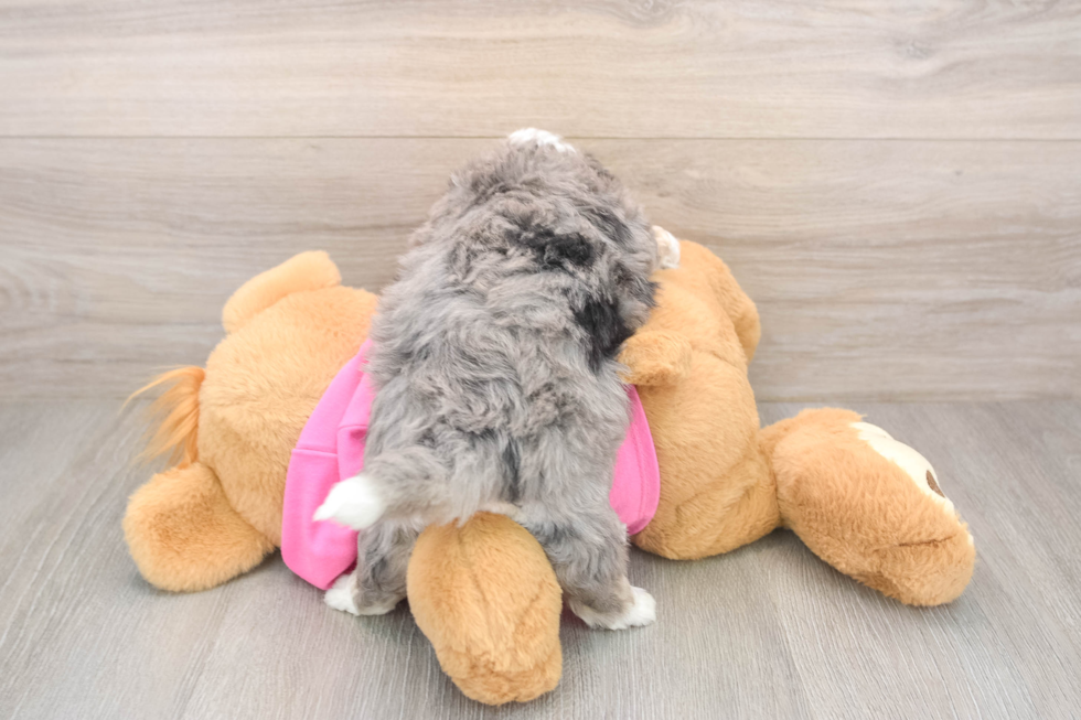 Best Aussiechon Baby