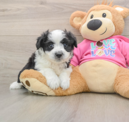 7 week old Aussiechon Puppy For Sale - Puppy Love PR