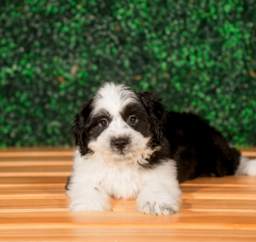 10 week old Aussiechon Puppy For Sale - Puppy Love PR