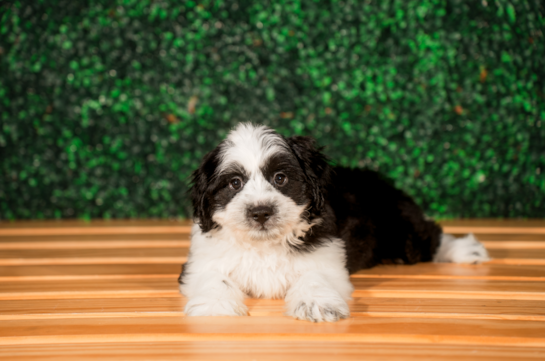 Best Aussiechon Baby