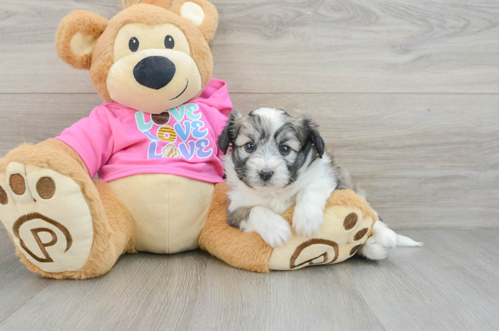 6 week old Aussiechon Puppy For Sale - Puppy Love PR