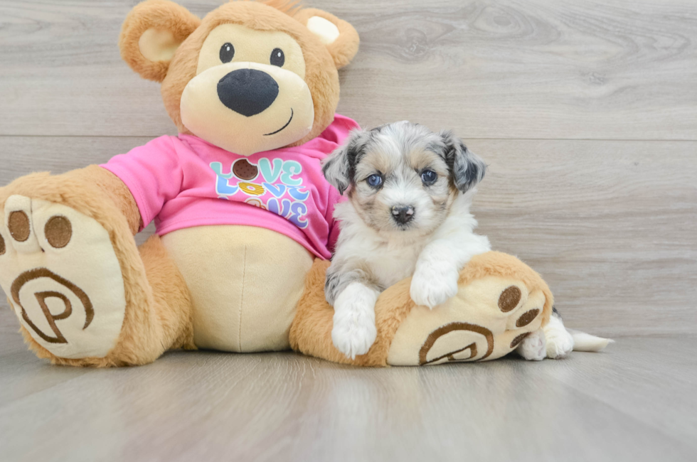 5 week old Aussiechon Puppy For Sale - Puppy Love PR