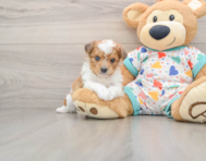 8 week old Aussiechon Puppy For Sale - Puppy Love PR